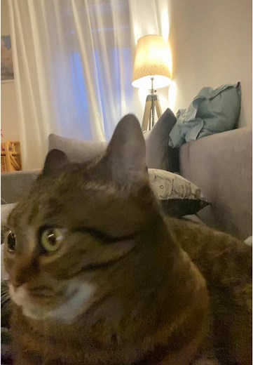 Understanding Cat Meowing Sounds and Behavior