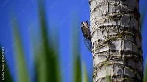 The cicada scientifically known as the Cicadoidea singing in a tree against sky Stock Video