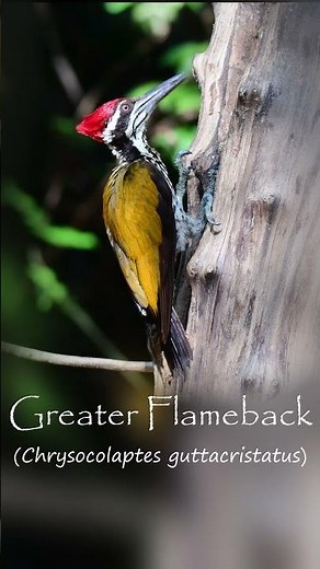 Amazing Birds of Thailand | The Greater Flameback #birds #wildlife #nature
