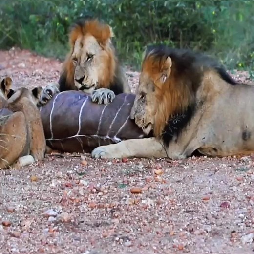 Lions Feeding on Carcass in the Wild