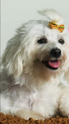 🐕‍🦺 What do you call a Female Dog? What are Female Dogs Called? Bitch Pronunciation #femaledog