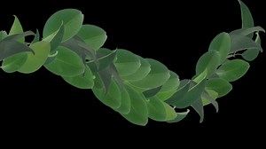 Leaves, Tendril, Growth. Free Stock Video