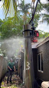 What a stunning tree — the Rainbow Eucalyptus is truly one of nature’s masterpieces. Sadly, this one had to be removed due to structural concerns. As beautiful as they are, safety always comes first. #TreeRemoval #RainbowEucalyptus #ArboristLife #TreeCare #UrbanForestry #TreeJaws | Tree Jaws