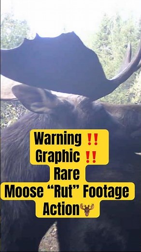Caught on Camera- GRAPHIC WARNING ‼️ - Rare Moose Rut Footage #thetruenorthlifestyle