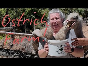 Cango Ostrich Farm in South Africa