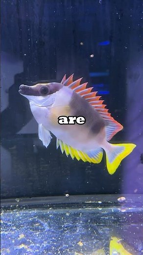 The Magnificent Foxface