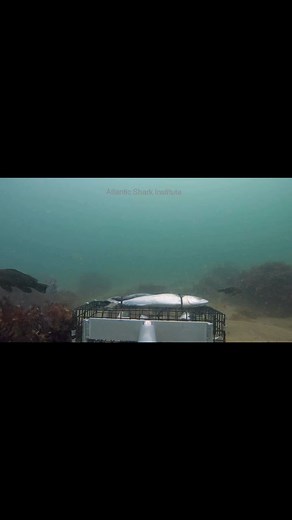 5.5K reactions · 29 shares | Our BRUVs (Baited Remote Underwater...