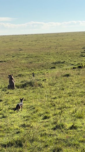 A jackal barking at one of the Rongai lionesses this morning as if he said good morning queen 🔉 📍Mara, Kenya Photographer Credit:- @alana_mondschein | Wild Lions