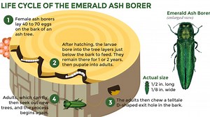 Invasive beetle found in Virginia