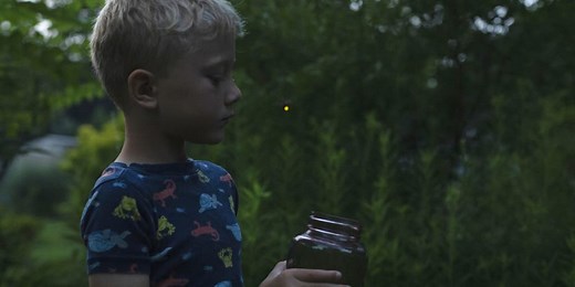 Where did all the fireflies go? It's not too late to help them