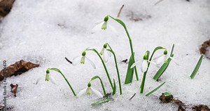 Snowdrops flowers blooming and snow melting fast in spring forest nature Growing Time lapse Stock Video