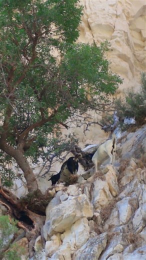 Are they finding ? #animals #whitegoat #goat #funnyanimal