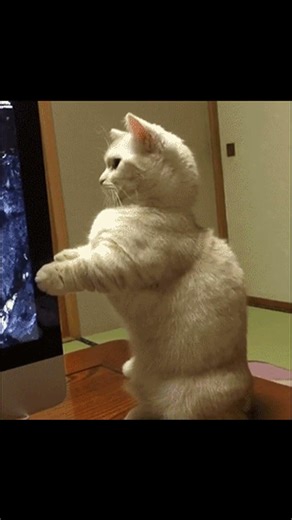 笑えるgifシリーズ #423 #shorts