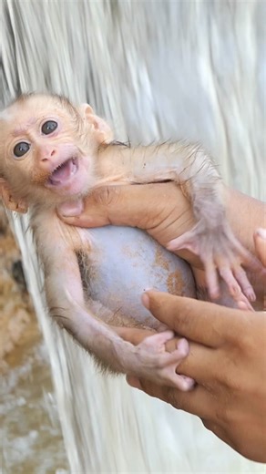 The baby was very fussy and refused to bathe | Monkey KaKa
