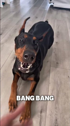 Bang bang dog trick #dogplayingdead #dogtricks #doberman #funnydogs #dogtraining