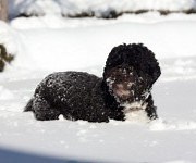 Conservatives say stupid things about snow; media dutifully reports that they say them