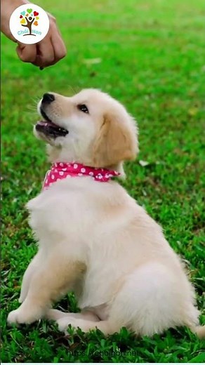 Con gì đây | Con Chó | Tiếng kêu của con chó