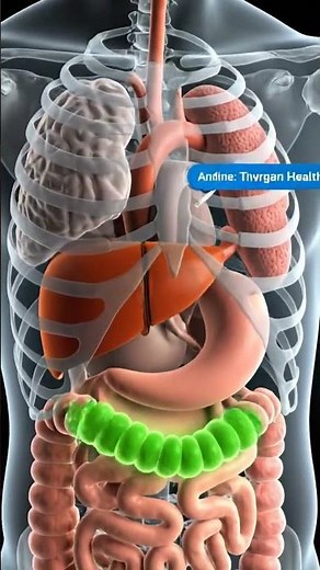 “Why Is Stool Green? 🤢 | 3D Digestive System Animation”