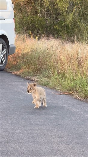 Tiny Lion Cub In The Road ❤️🦁 #amazing #viral #reels #nature #animals | Wildest Kruger Sightings
