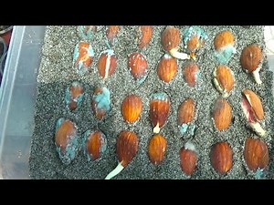 How to Grow Almonds From Seed | Almond Seed Germination Time | How Do I Germinate Almonds