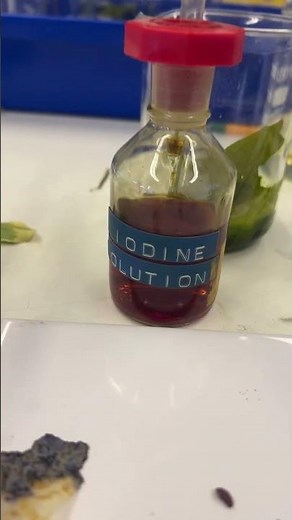 Testing of starch in the leaf