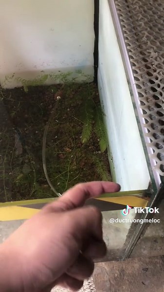 Hướng Dẫn Làm Nắp Đậy Hồ Cá Lóc Không Kiềng