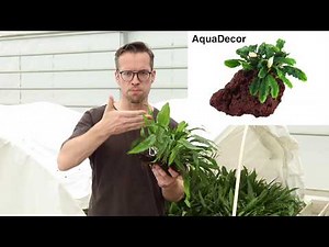 Get the right start with Tropica Plants!