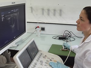 Echocardiographic and Histological Examination of Cardiac Morphology in the Mouse