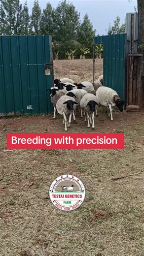 Breeding with precision and high multiplying effect. #sheepfarming #sheepoftiktok #farmlife #breedingwithprecision #testaigeneticsfarm