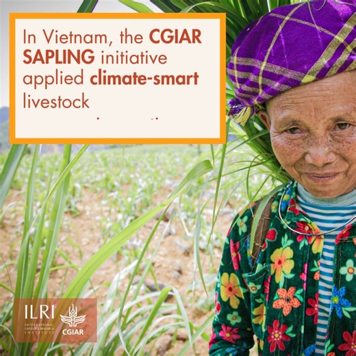 In Vietnam’s Northwest Highlands, the CGIAR SAPLING initiative, (2022-2024), co-led by ILRI and Alliance of Bioversity International and CIAT, demonstrated how climate-smart livestock systems can drive both animal productivity, climate resilience and environmental benefits. In Son La Province, SAPLING applied bundled innovations in improved forages and feed management, enhanced animal health and improved breeds to transform smallholder livestock production. The CGIAR Sustainable Animal and Aquat