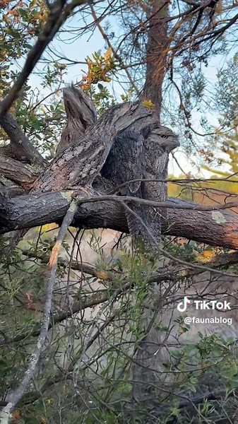 Master of Disguise: Tawny Frogmouth Camouflage Skills