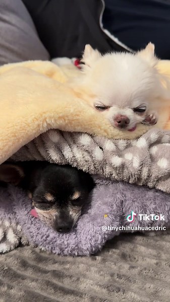 Peaceful nap time with chihuahua Cedric and snoring Maya 😴 #dogsleeping #chihuahuastiktok #cutedogs #snoringdog