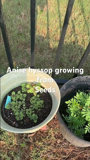 Anise hyssop growing from seeds #anise #hyssop #gardening