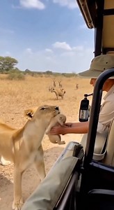 124M views · 2.2M reactions | Lioness delivers her cub to a safari car — then charges alone into a hyena pack | Cloud of Curiosity | Facebook