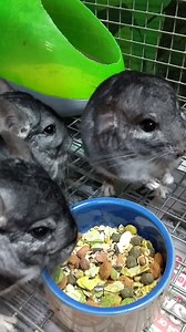 🐭 CHINCHILLAS!! Chinchillas are great little pets. None smelly like some other small rodents. Very interactive and have a pleasant nature ✅Chinchilla offers now on with cage and accessories!! Huge range of choices instore!! | Jungle pets