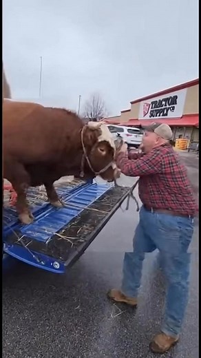 6M views · 13K reactions | Just taking his dog for a walk at tractor supply! #cowboy #tractorsupply #country #texas #fblifestyle | Nikki Skyes | Facebook