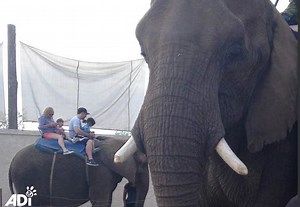 Stop Circus Animal Suffering - Protestors Urge Audiences to Shun the Wild Animal Circus