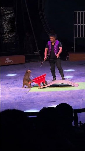 “Incredible Monkey Show — Amazing Tricks You Must See!”