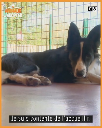 2.5M views · 36K reactions | Une chienne sourde arrive au refuge à la suite d’un abandon... Mais une famille bienveillante va la prendre sous son aile ! 梁 Suivez l'émouvante histoire de Bella dans #AnimauxàAdopter, samedi 3 avril à 21h05 sur C8 ! | C8 | Facebook