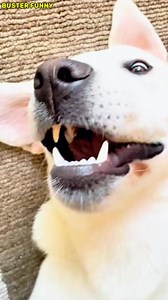 122K views · 3K reactions | Thinking About Getting a Lab Puppy? Here’s What You NEED to Know!  . . . . . . . . . . . . . . . . . . . . #CreatorSearchInsights #DogBreed #LabradorRetriever #LabPuppyLife #DogLoversUnite #PuppyWarningLabel #DogMomLife #FurryFriendAlert #PuppyEnergyOverload #LabradorFacts #TrainingYourPup #AdoptDontShop #DogsOfFacebook #NewPuppyOwner #PetParentingTips | Buster Funny | Facebook