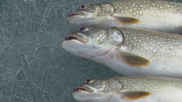 CPW hosting 4 month long fishing tournament