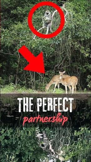 TOP 3 Unbelievable Animal Partnerships (P1)