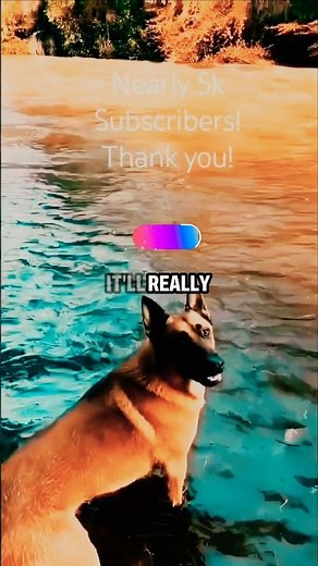 The Most Epic Dog Swimming Adventures