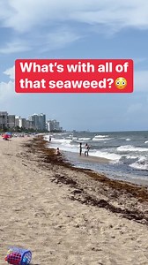 Tons of seaweed - Ft Lauderdale FL #beaches #beachday #florida #fyp #floridalife #miamibeach #reelsviral | The Gooch