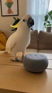 122K views · 1.6K reactions | Cockatoo Busts Out Epic Dance Moves! #CockatooDance #DancingBird #FunnyPets #ViralPets #BirdTok | Mymachineryreaction | Facebook