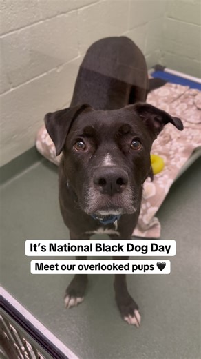Why not us? Black dogs are often overlooked in shelters 🖤 It's National Black Dog Day - let’s shine a light on these wonderful dogs waiting for love! | Peggy Adams Animal Rescue League