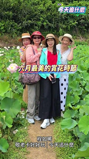 夏日限定！三芝山豬窟牡丹蓮層層疊疊超大器🪷追一朵不像荷花的荷花|今天追什麼EP18