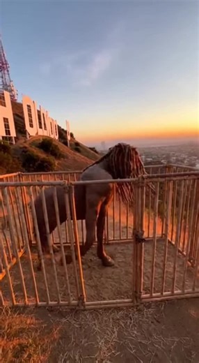 Encountering a Paranormal Horse at the Cage