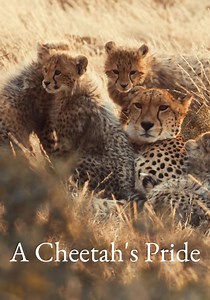 A Cheetah's Pride - streaming tv show online
