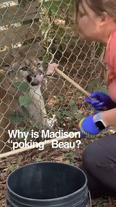 As a wild-born cougar, Beau's progress with operant conditioning is a testament to the incredible work of our keepers. Regardless of their backstory, these animals deserve proper care and consideration. #cougar #operanttraining #CarolinaTigerRescue #predatorsnotpets #truesanctuary #rescue #pittsboronc #chathamcountync #trianglenc | Carolina Tiger Rescue